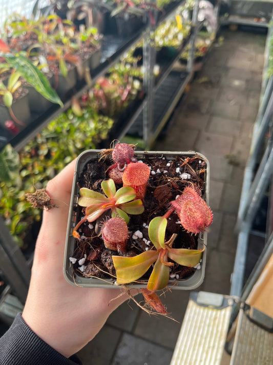 Nepenthes hamata x truncata 7cm