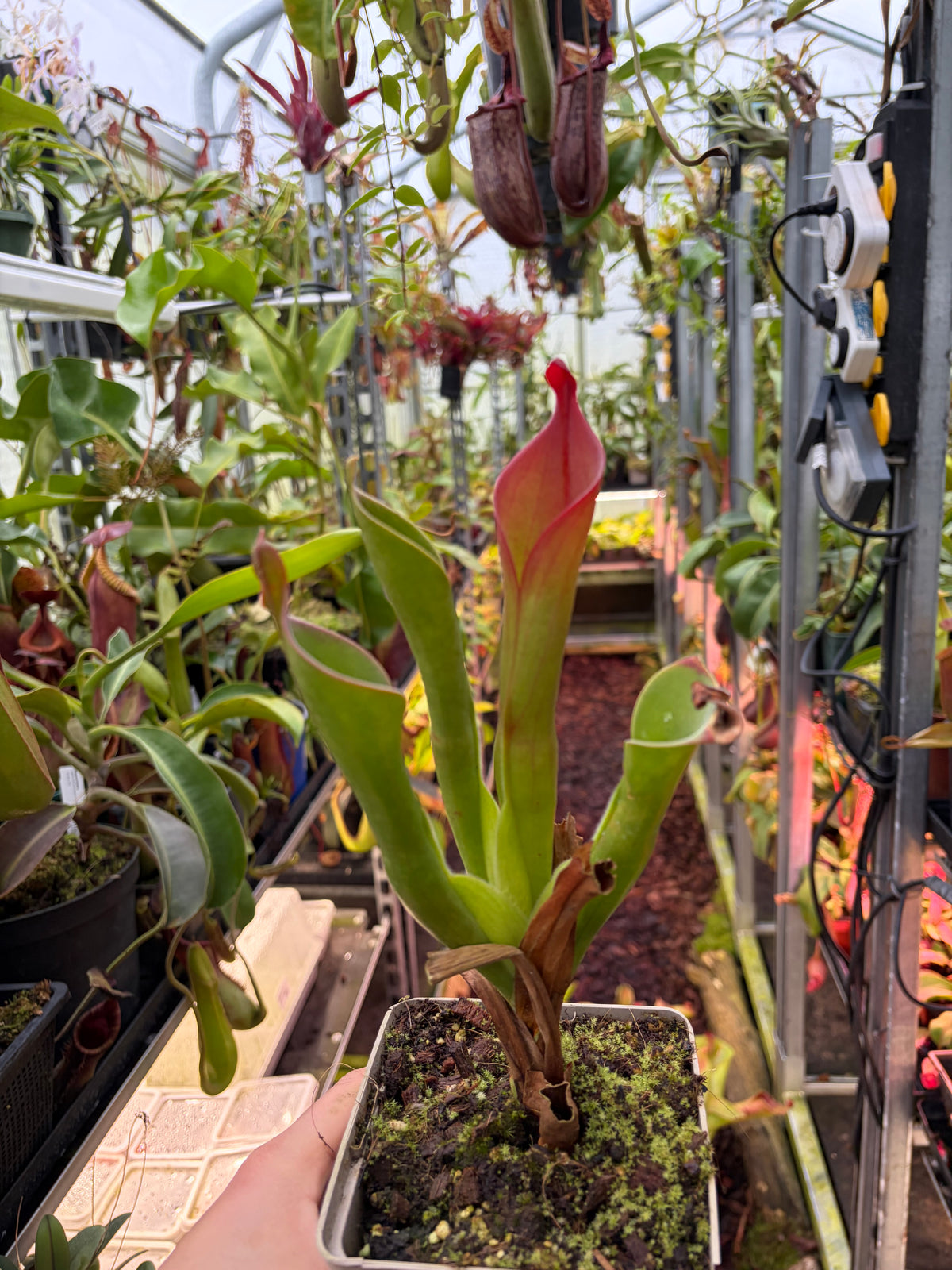 Heliamphora neblinae ‚red‘ #01