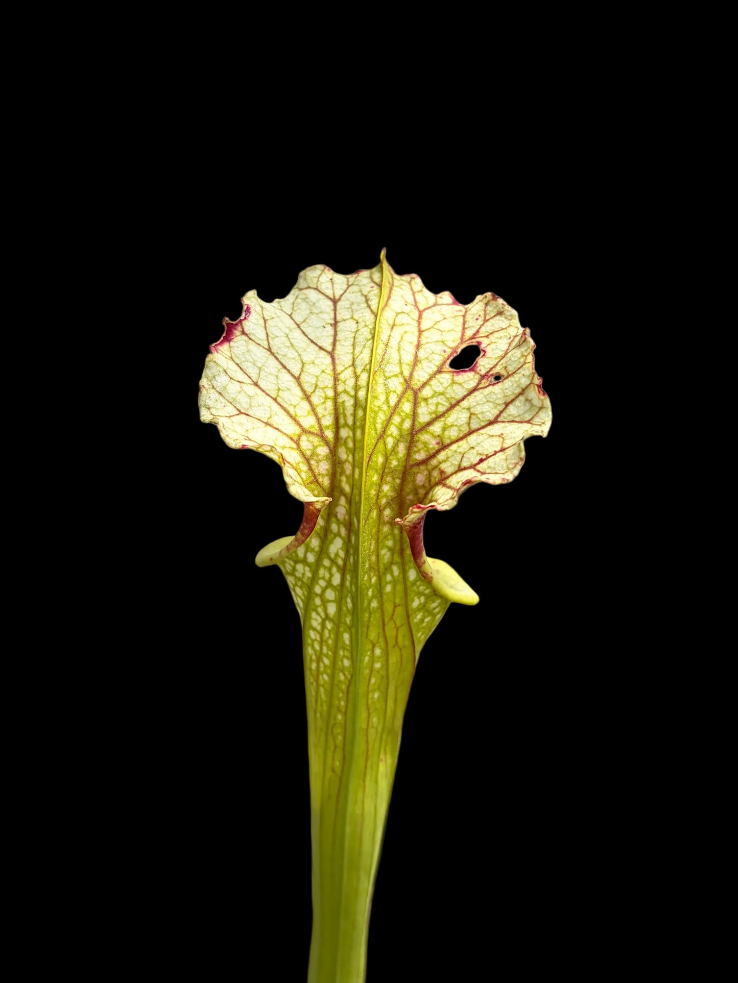 Sarracenia x moorei #047