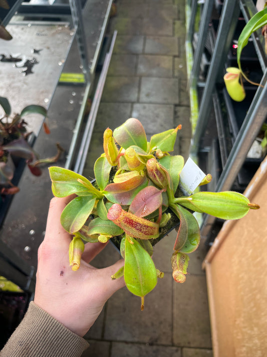 Nepenthes veitchii x platychila 10cm