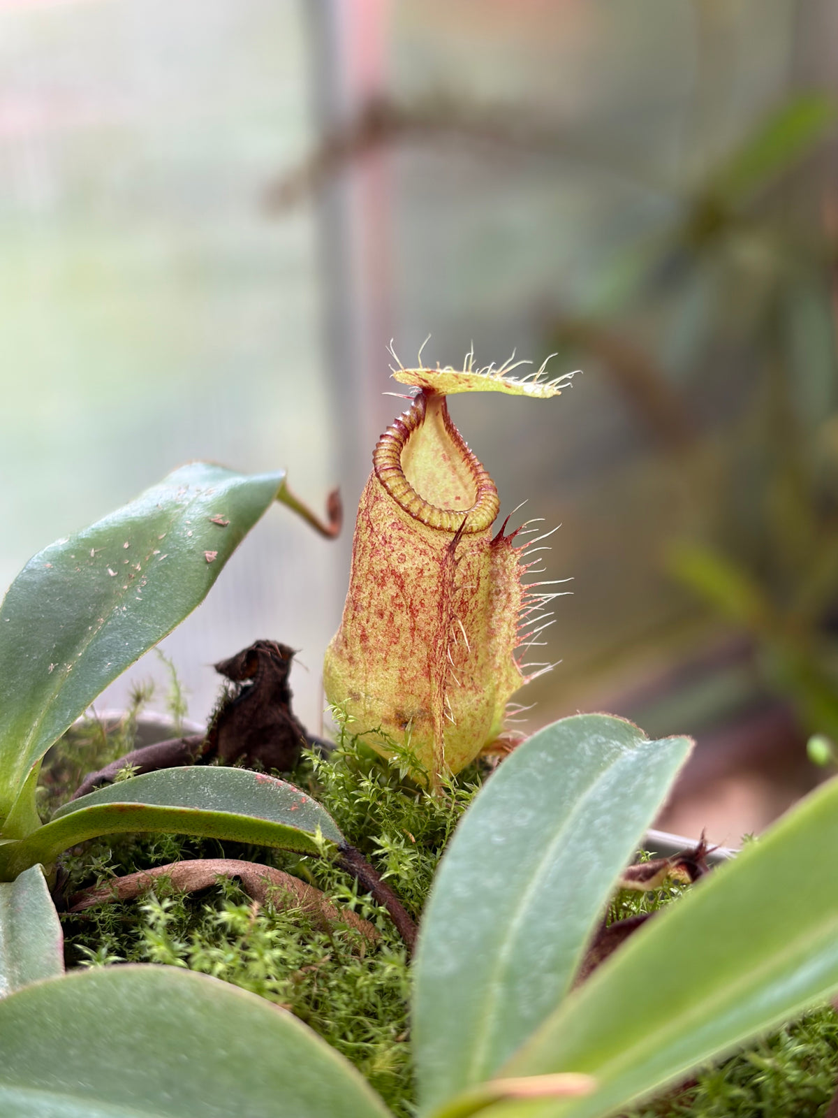 Nepenthes hamata x attenboroughi 7-10cm