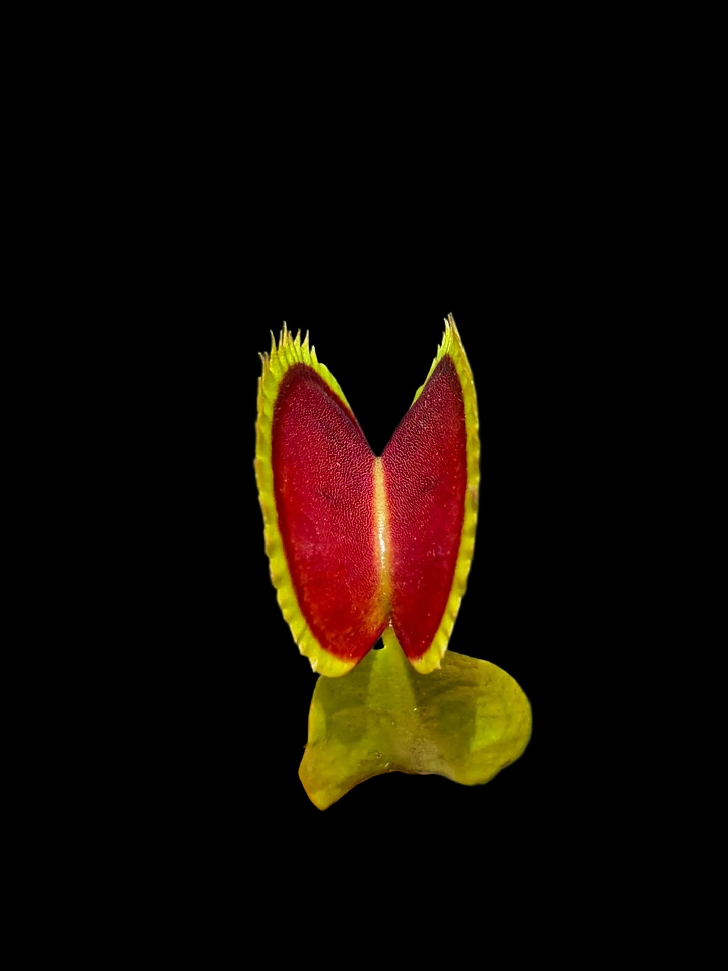 Dionaea muscipula ‚Big Draco‘