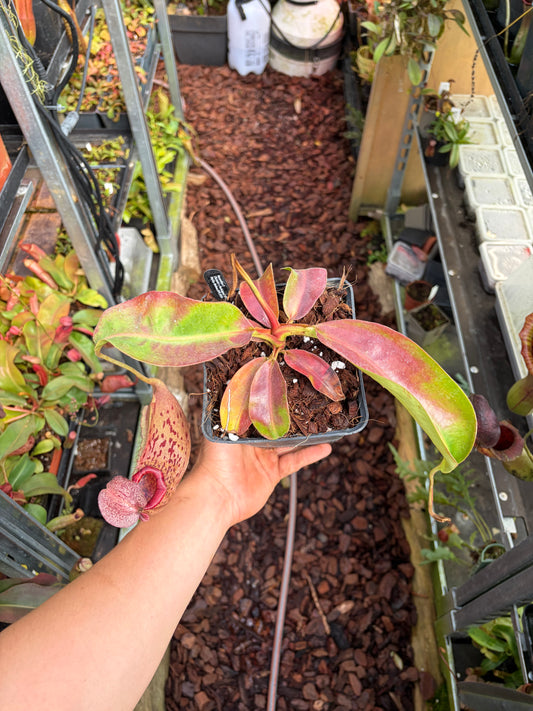 Nepenthes (veitchii x burbidgeae) x boschiana 25cm