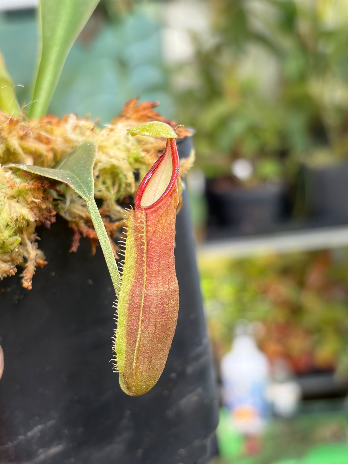 Nepenthes lingulata ‚SG‘ 15cm