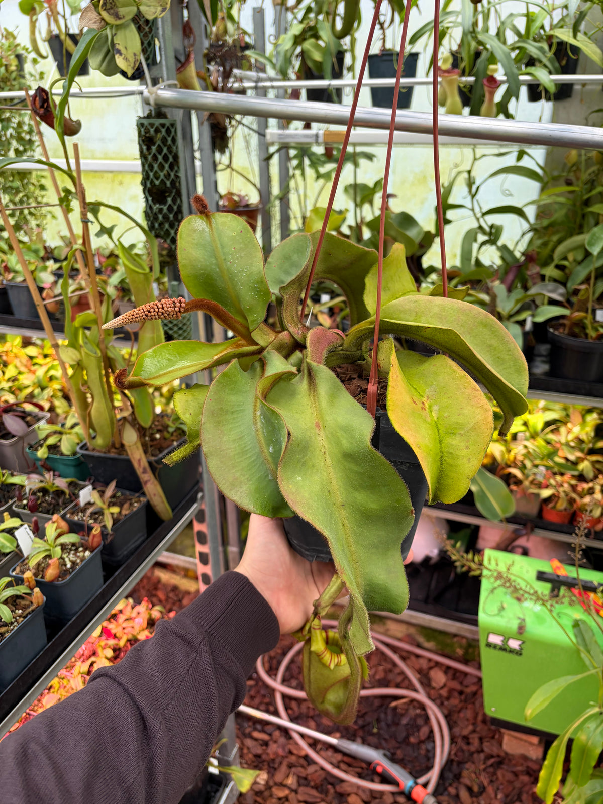 Nepenthes veitchii BE-3734 40cm