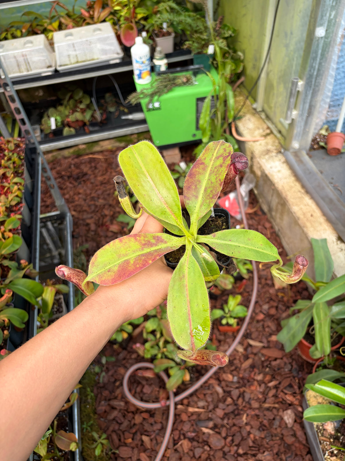 Nepenthes glandulifera (BE-3766) 15cm+