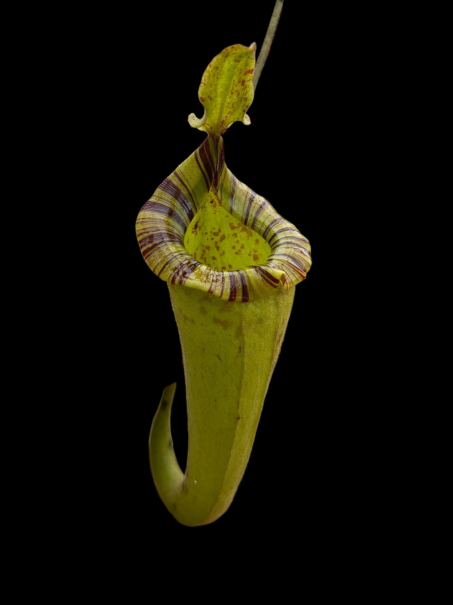Nepenthes platychila x (maxima x zakriana) ‚Rooted cutting‘