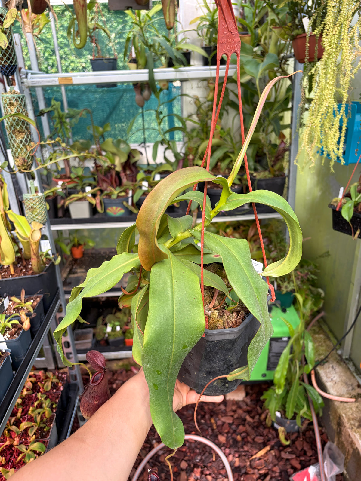Nepenthes burkei x pitopangii 30cm+
