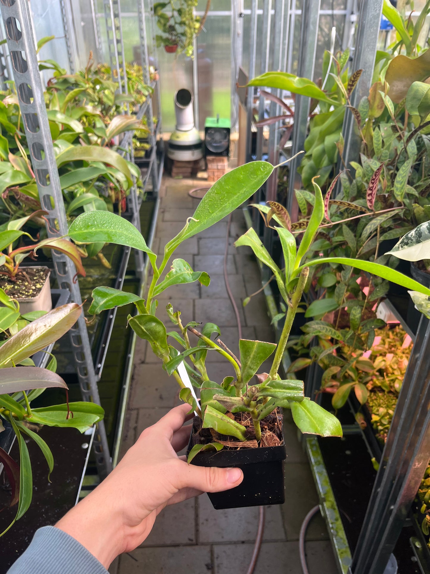 Nepenthes maxima x zakriana