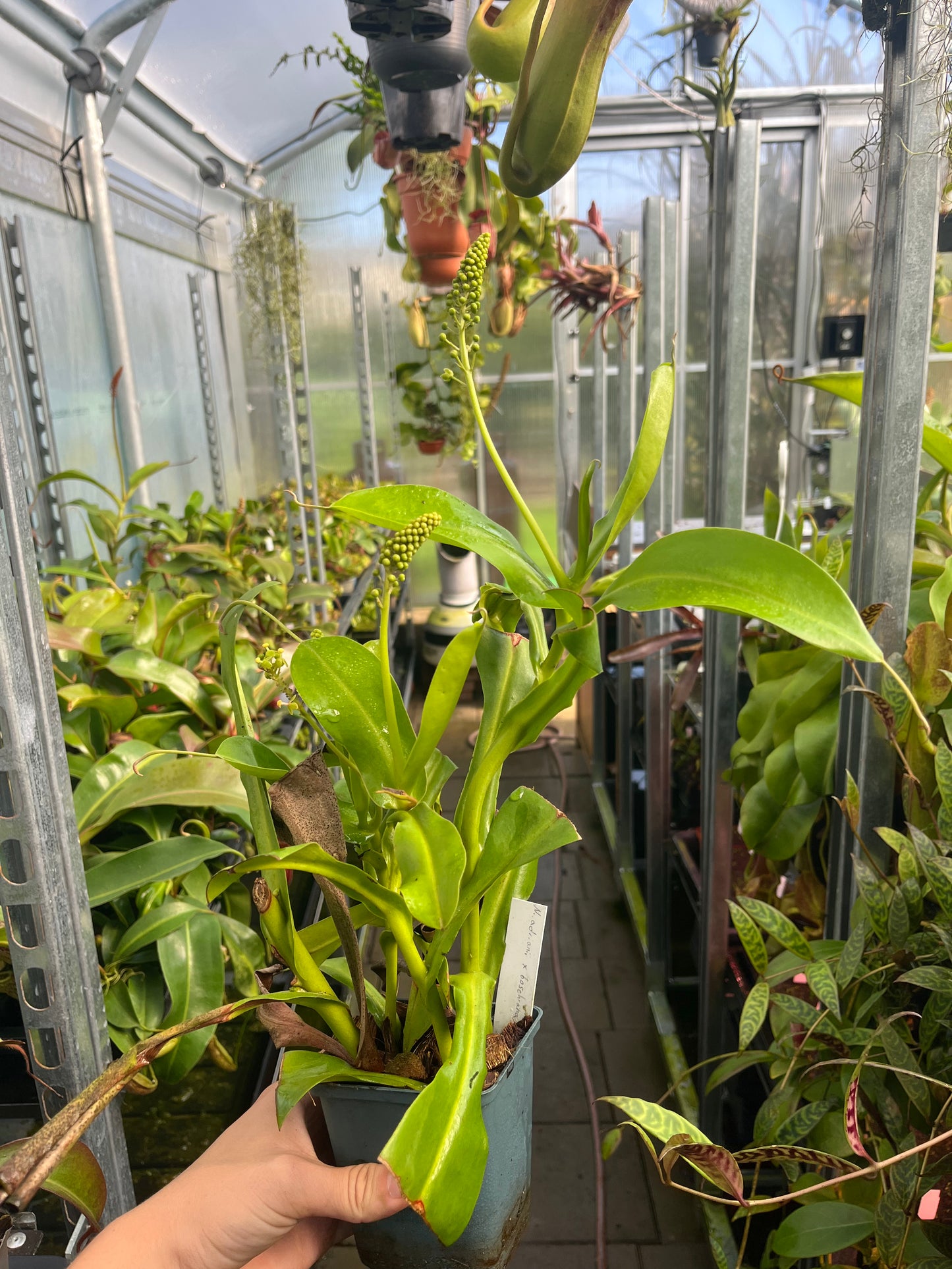 Nepenthes adrianii x boschiana
