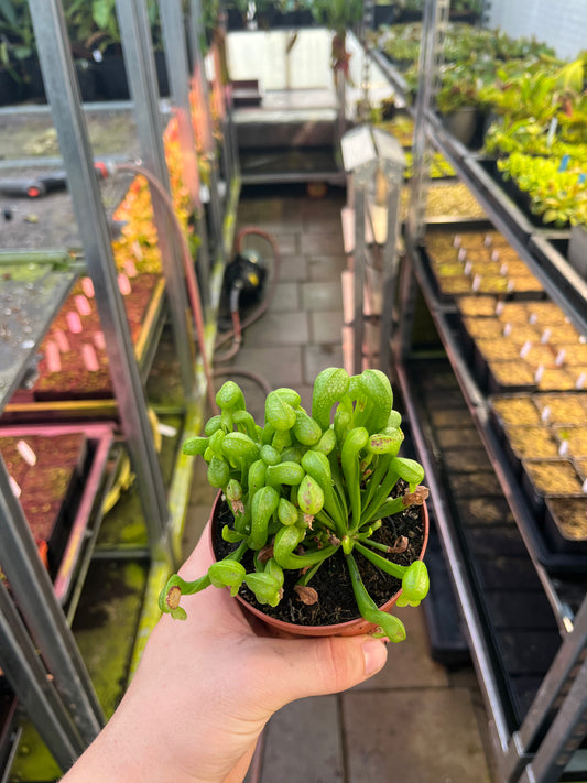 Darlingtonia californica
