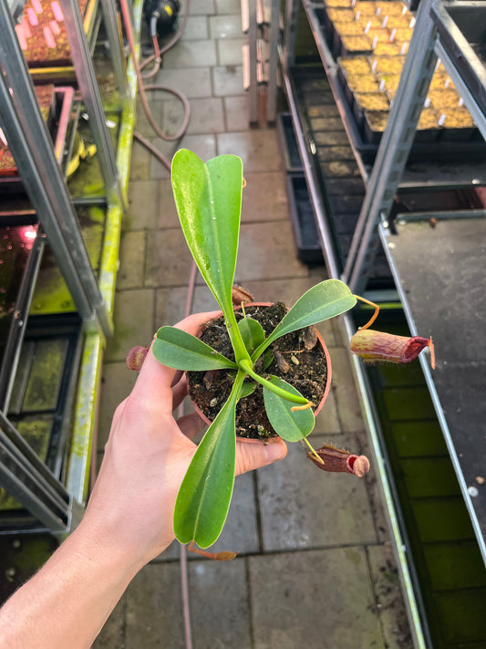 Nepenthes lowii x ventricosa 15cm