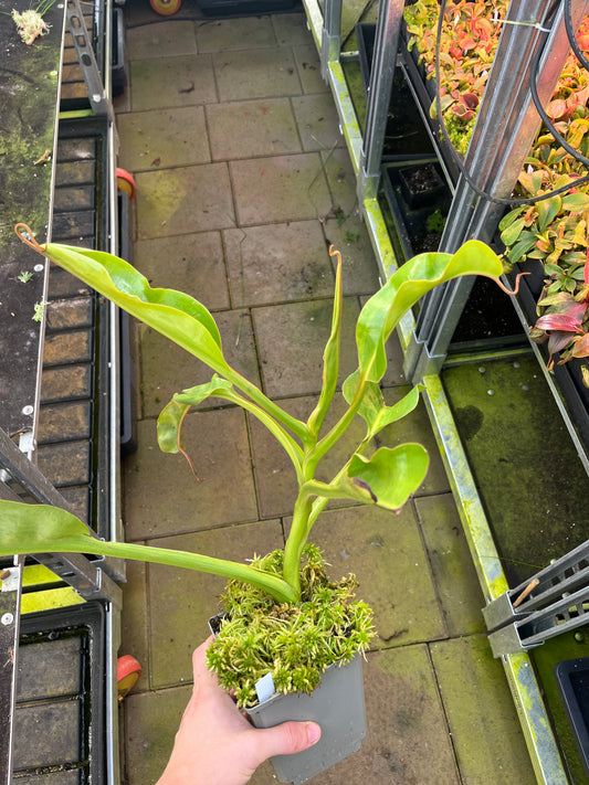 Nepenthes lowii x truncata ‚squat‘ EP female