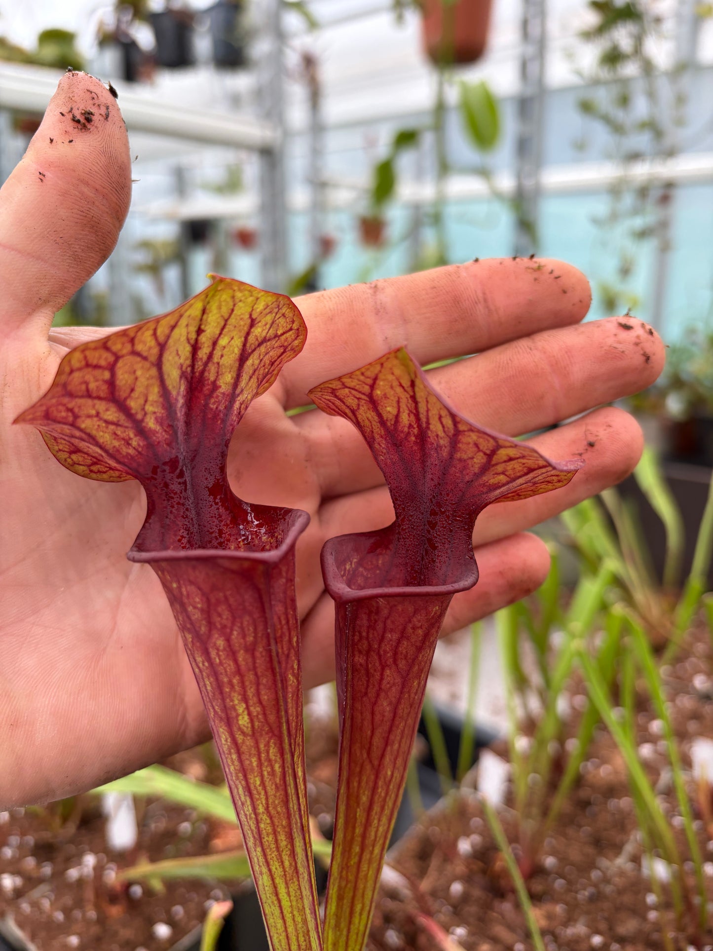 Sarracenia x tygo