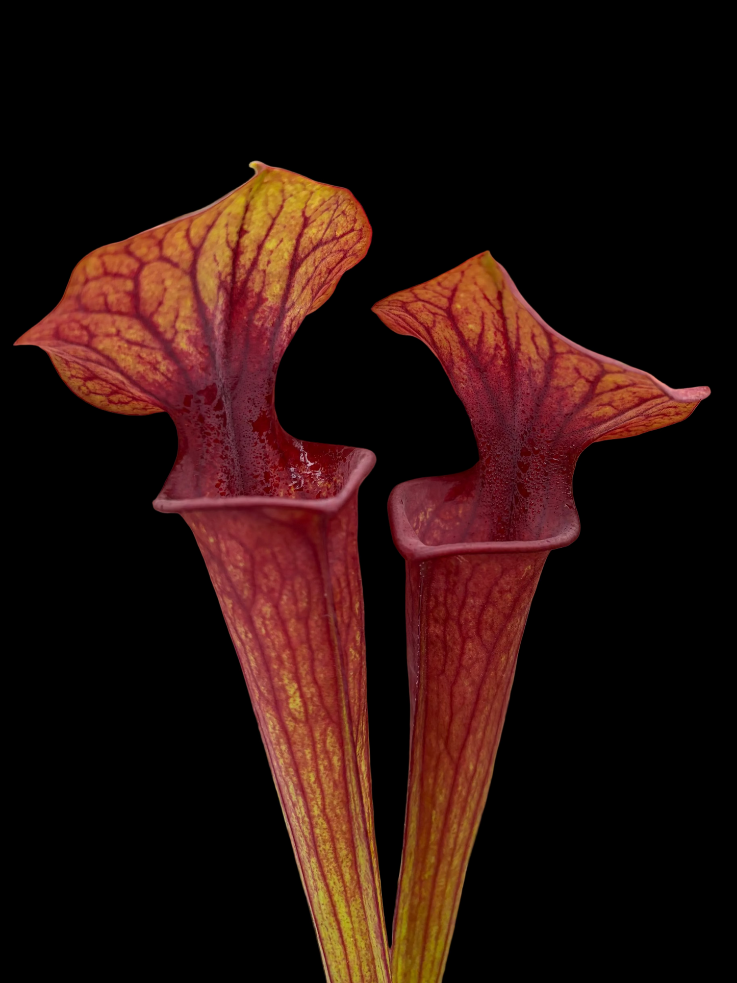 Sarracenia x tygo