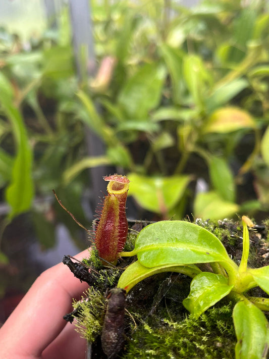 Nepenthes (lowii x truncata 'squat') x edwardsiana 10cm