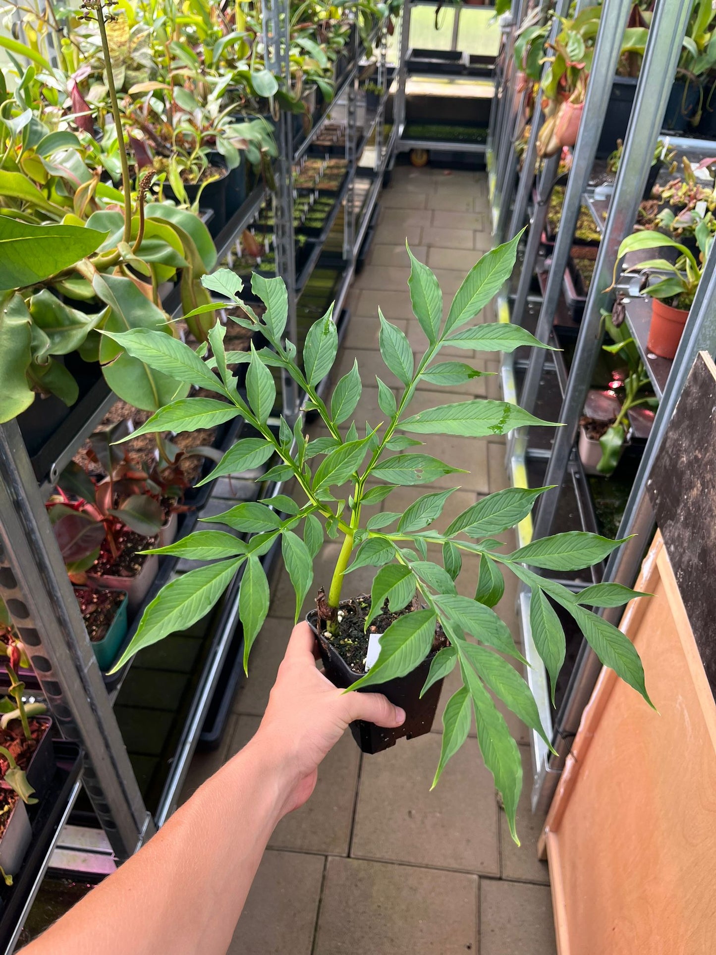 Amorphophallus konjac “Leo Song”