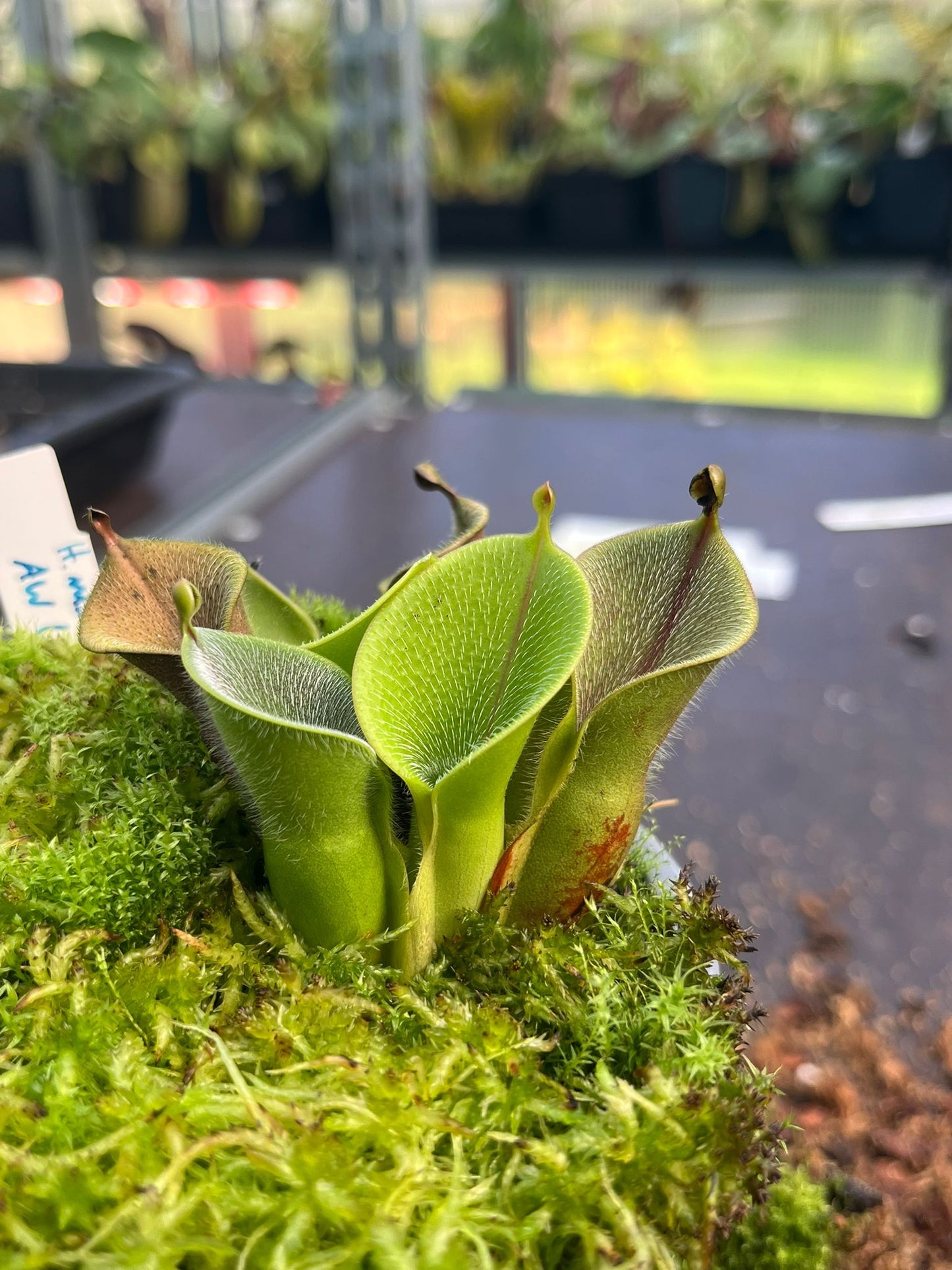 Heliamphora minor var. pilosa 'Luna'
