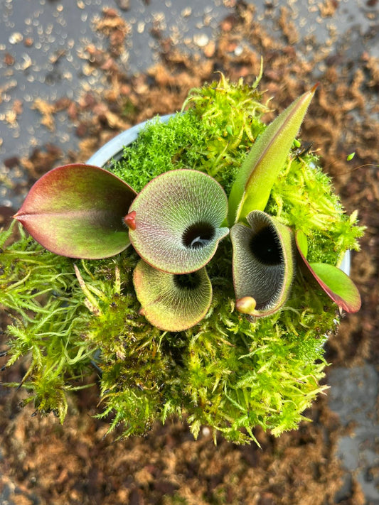 Heliamphora minor var. pilosa 'AW 02'