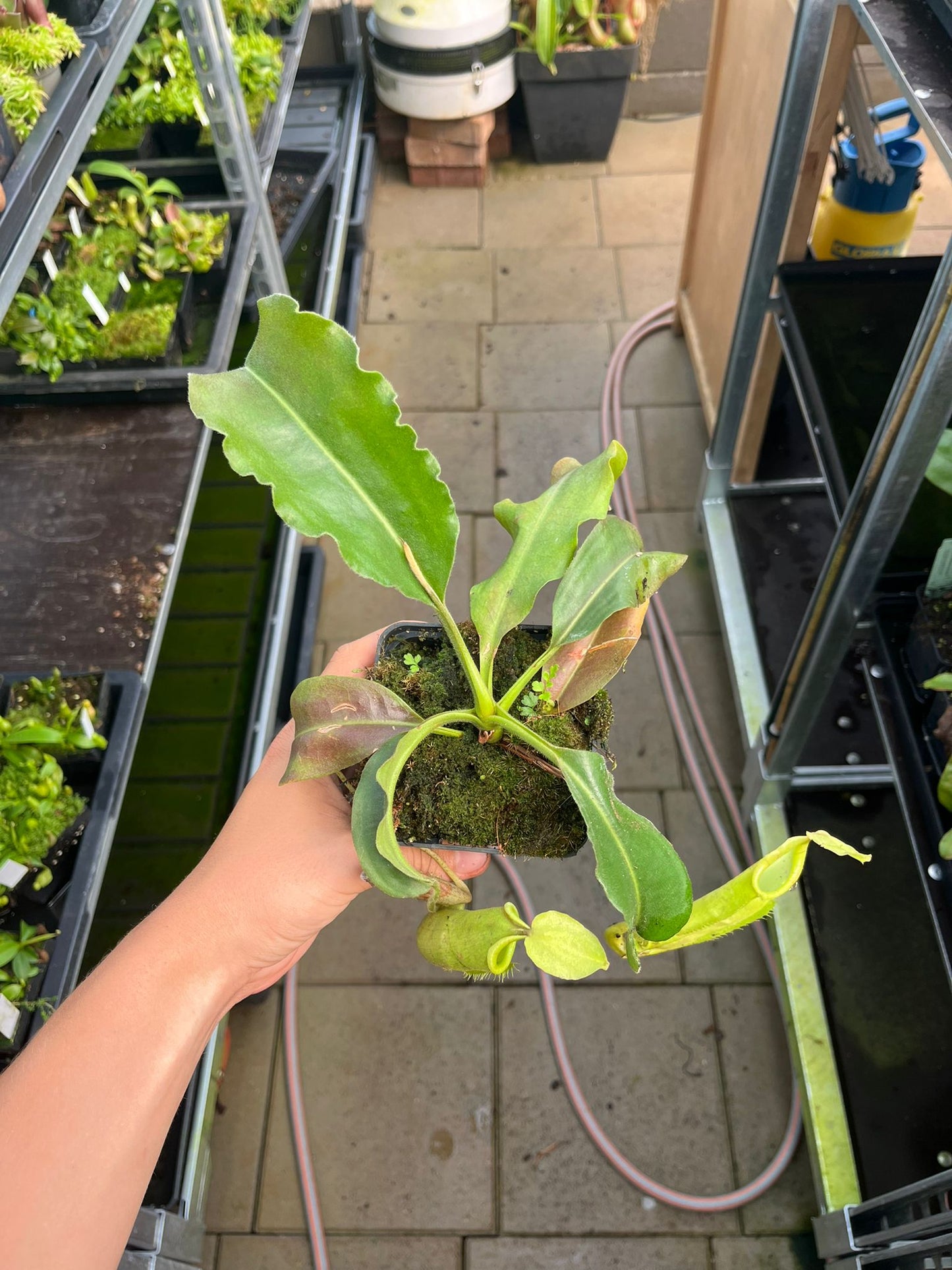 Nepenthes maxima 'wavy leaves' 20cm