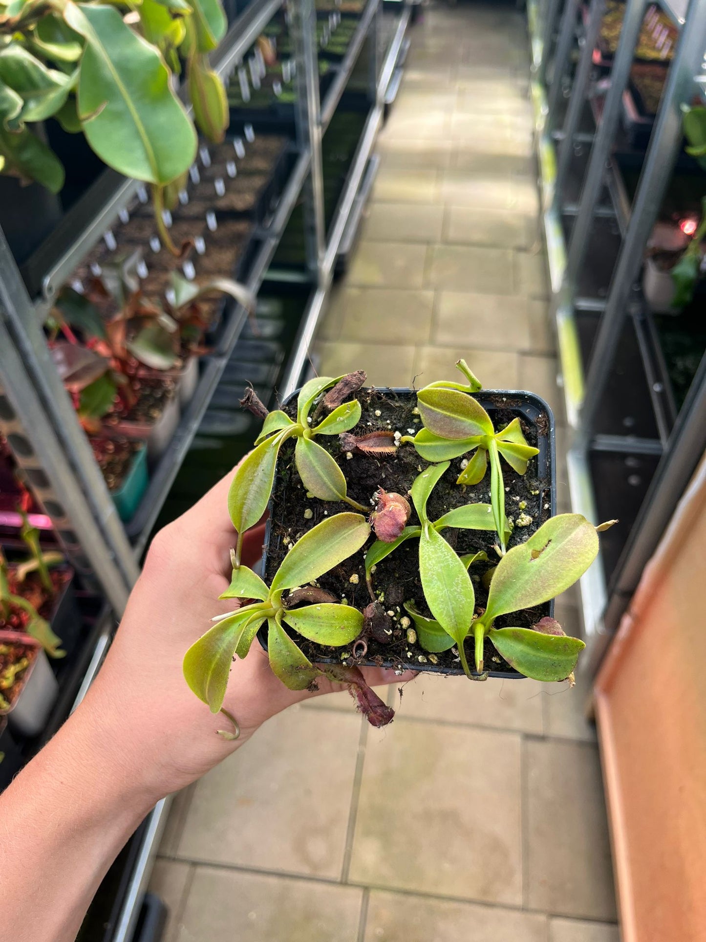Nepenthes naga 7-10 cm