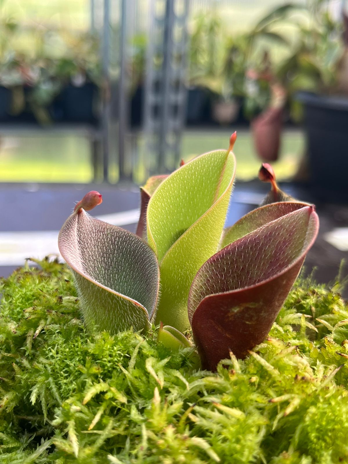 Heliamphora minor var. pilosa 'Michael Schach Giant'