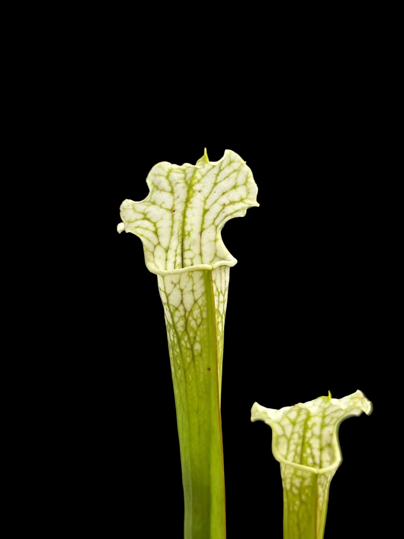 Sarracenia leucophylla - MK L04, `Schnells Ghost´