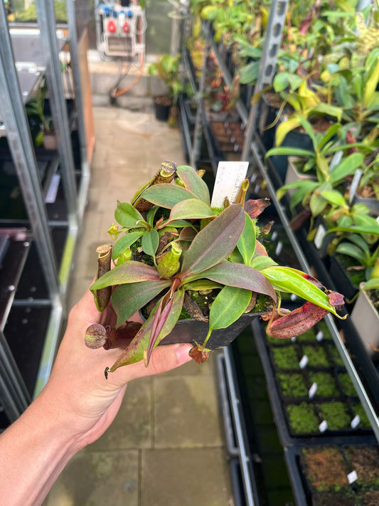 Nepenthes (adnata x spathulata) x boschiana