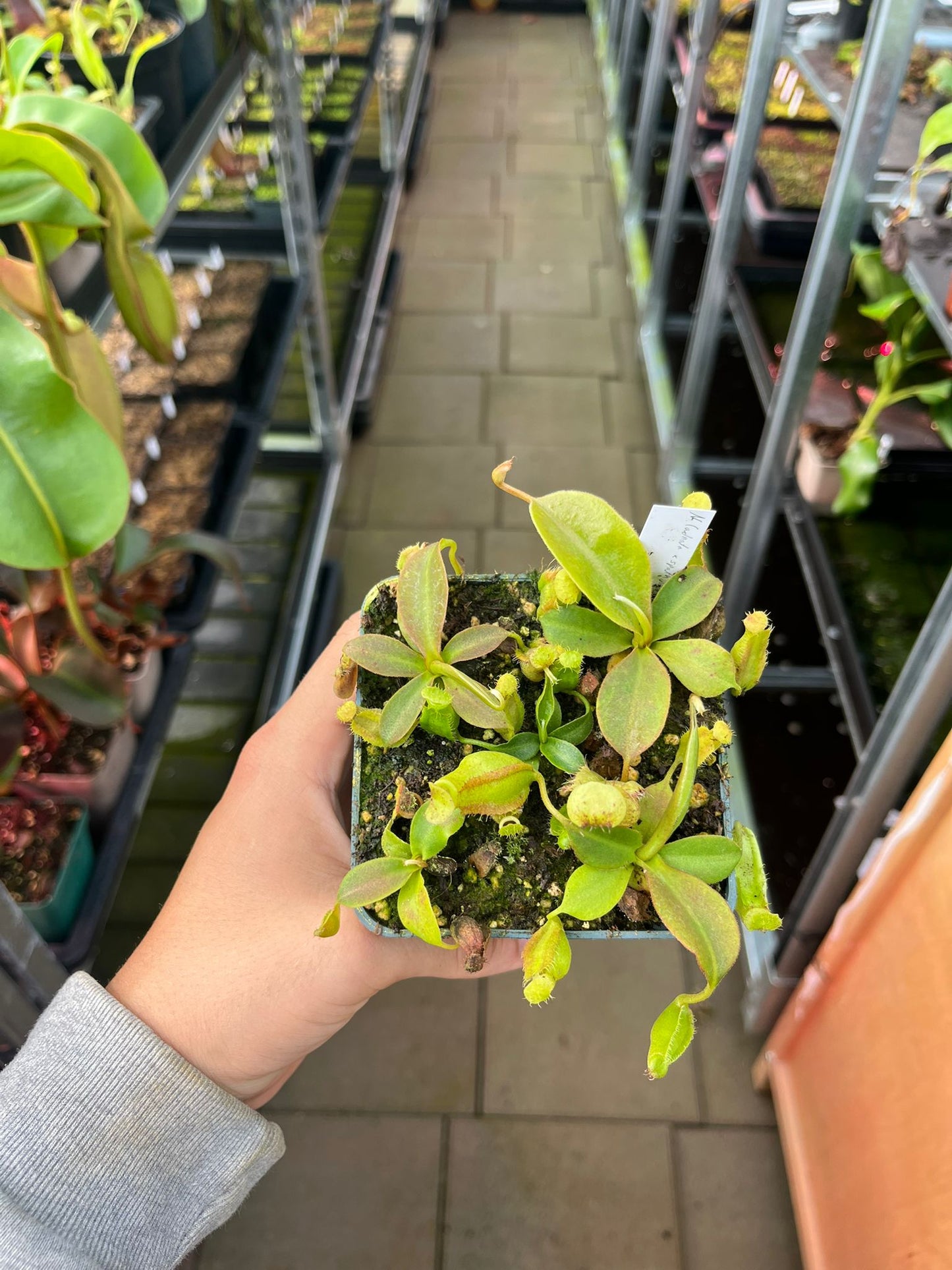 Nepenthes (adnata x spathulata) x (platychila x vogelii) 10cm