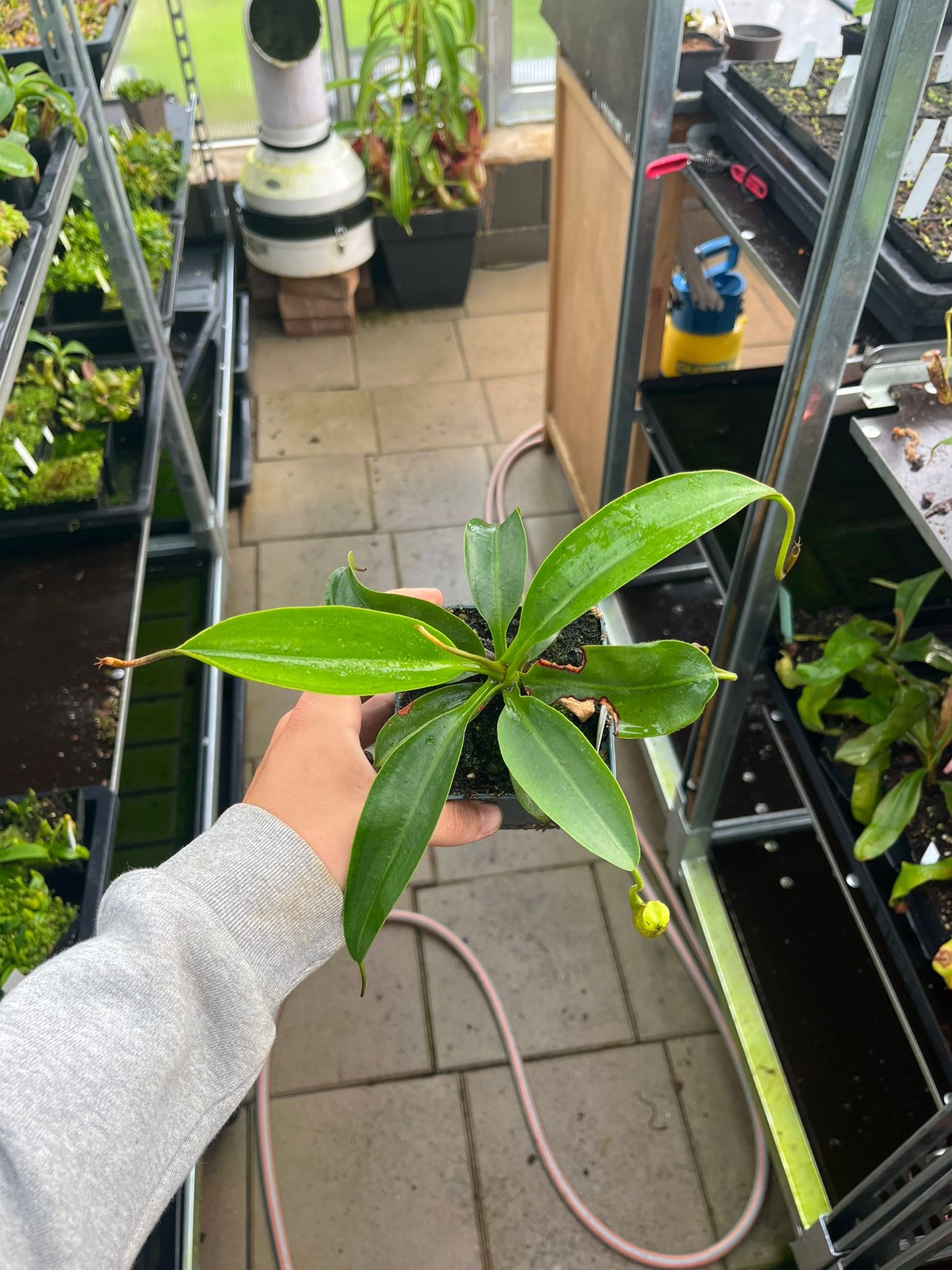 Nepenthes burbidgeae x mira 10-15cm