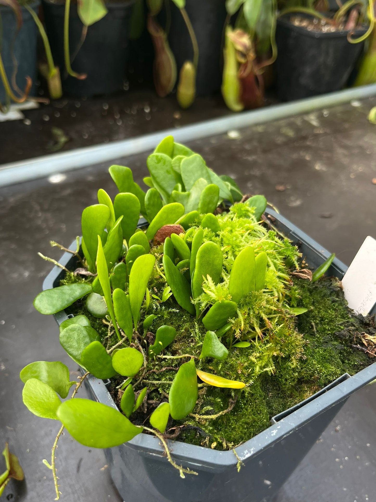 Pyrrosia philoselloides