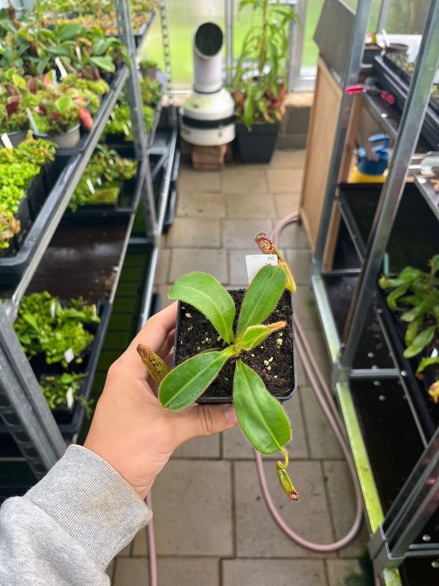 Nepenthes glandulifera x mollis ‘CK’