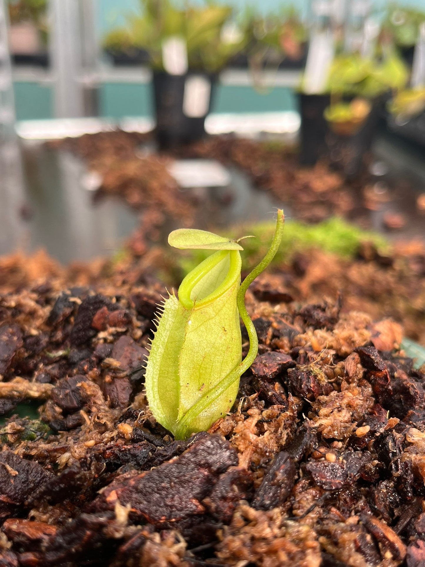 Nepenthes gymnamphora x tenuis 15cm