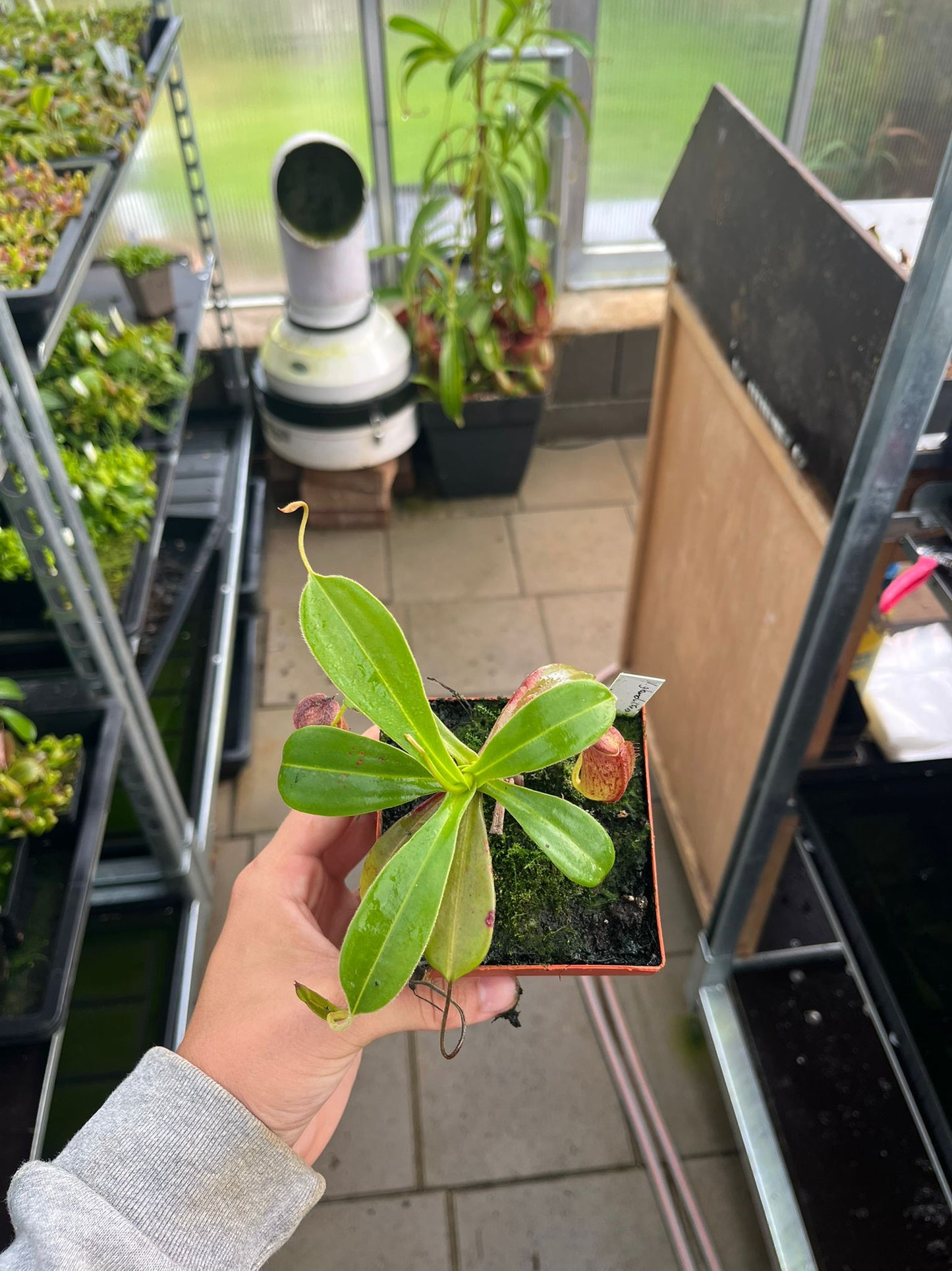 Nepenthes glandulifera x tenuis 15cm