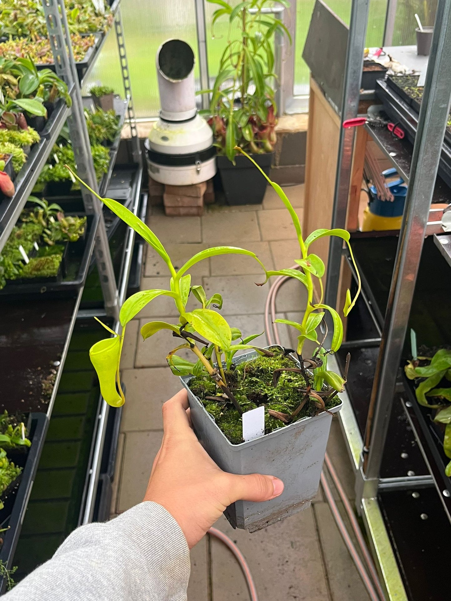 Nepenthes inermis 'rooted cutting'