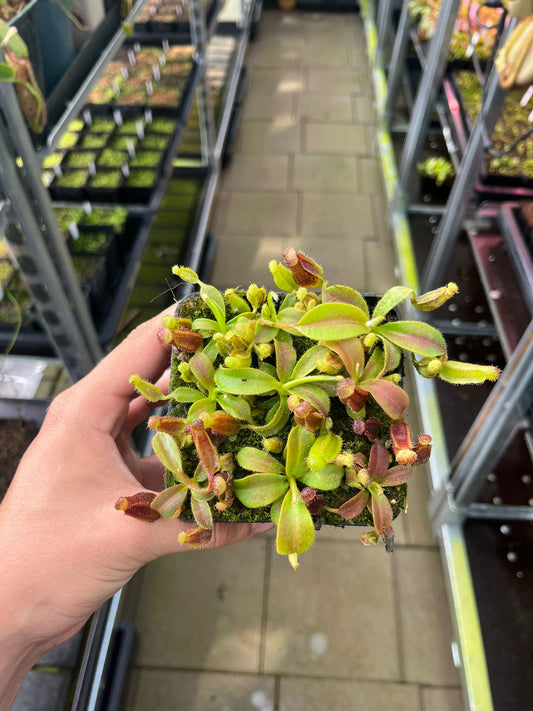 Nepenthes (lowii x veitchii) x (minima x mollis) 7cm