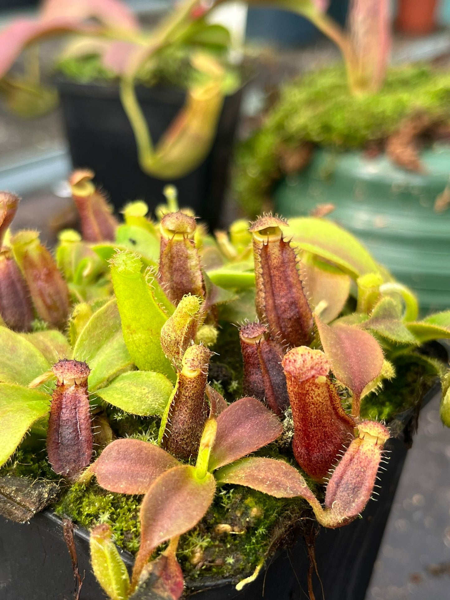 Népenthes (lowii x veitchii) x (minima x mollis) 7 cm