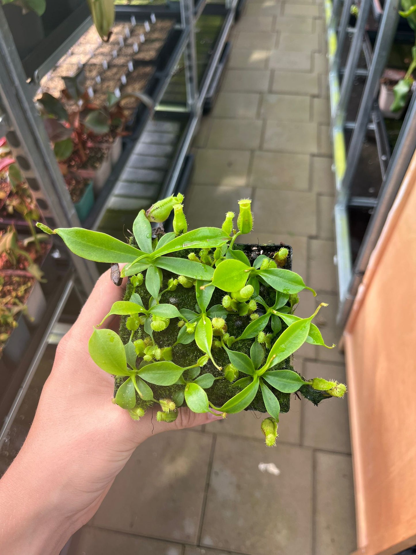 Nepenthes lowii 'Trusmadi' x (lowii x campanulata) 7cm