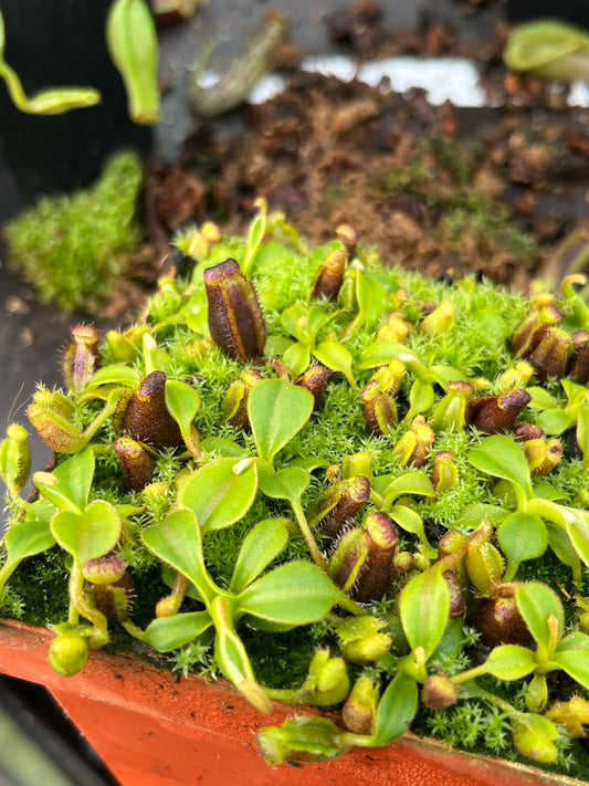 Nepenthes lowii 'Murud - Rockgarden' 3-4cm
