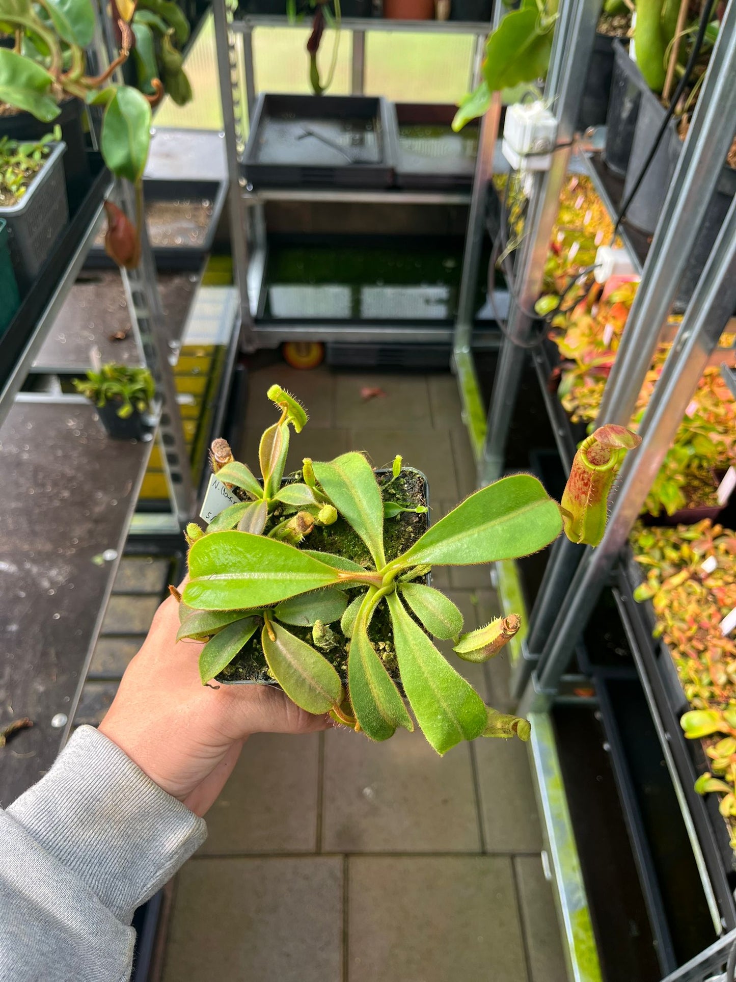 Népenthes (lowii x platychila) x mollis 10cm