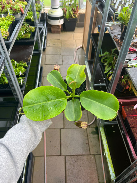 Nepenthes (lowii x truncata ‘squat’) x (lowii x campanulata) 15cm