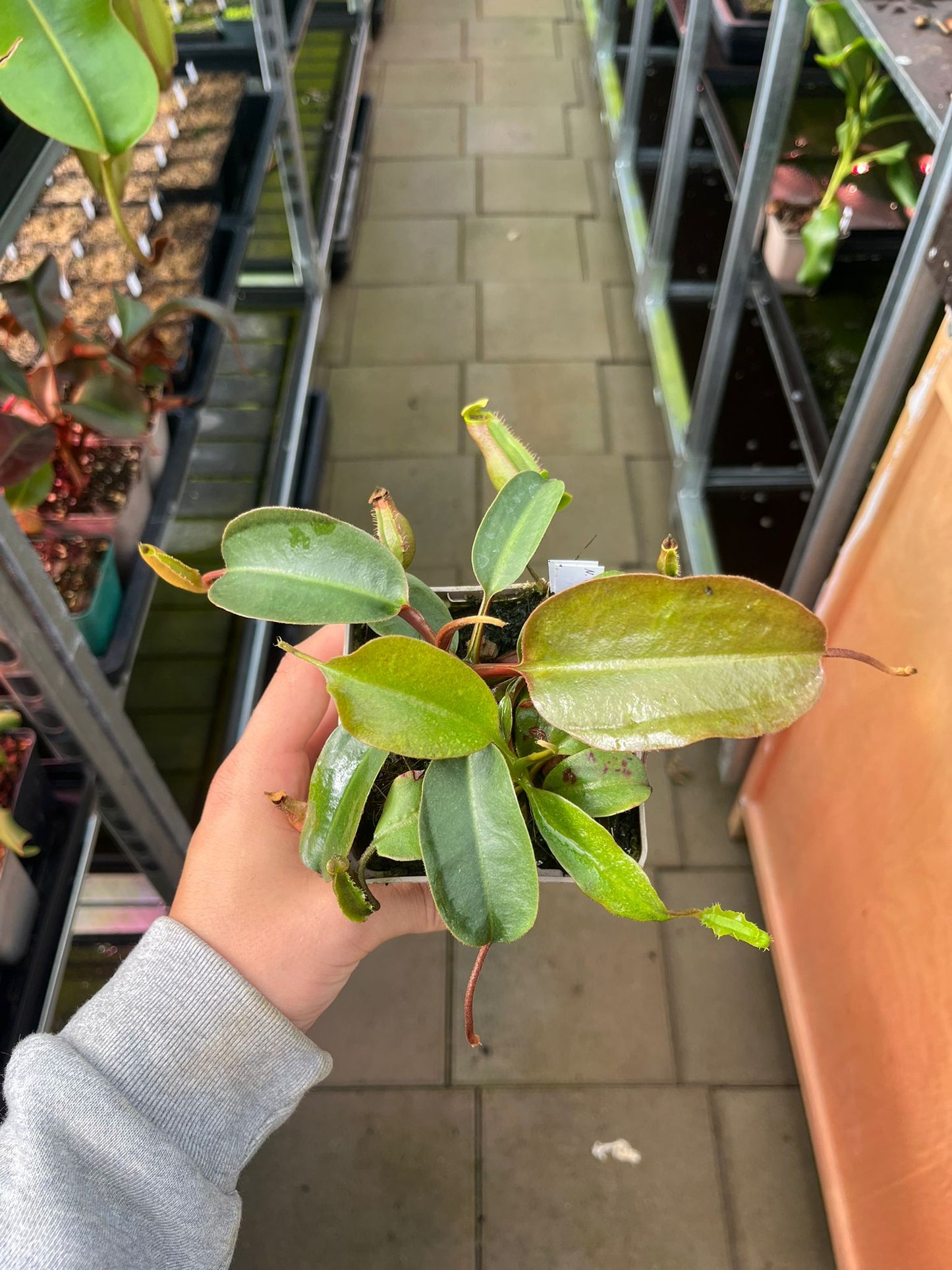 Nepenthes (lowii x truncata ‘squat’) x peltata 15cm