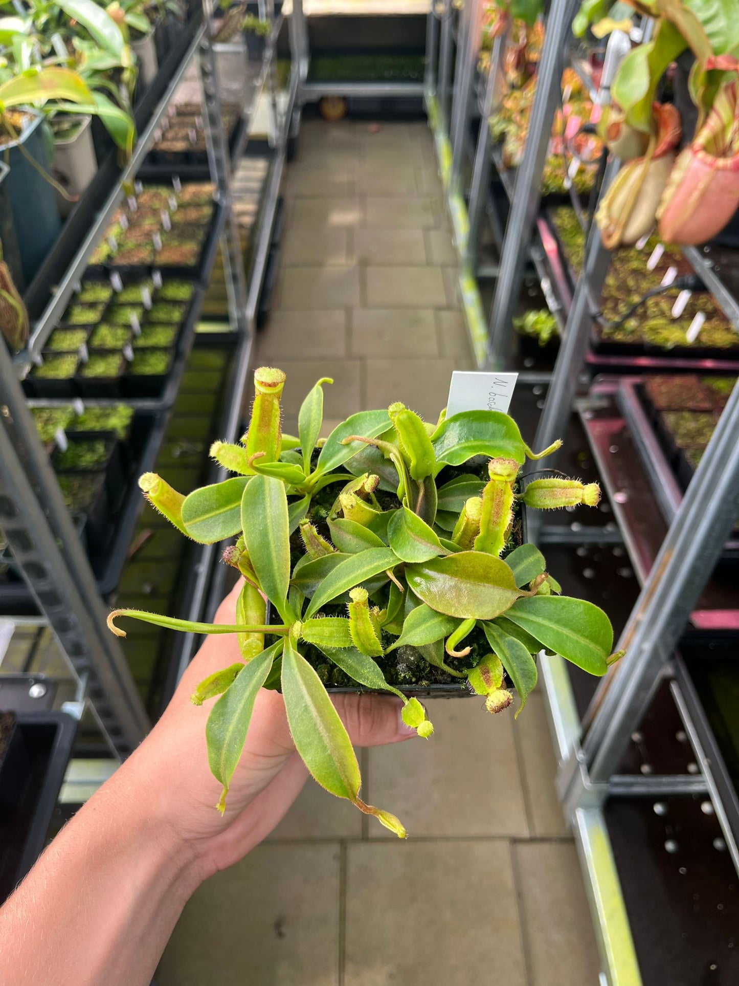 Nepenthes boschiana x (lowii x veitchii) 10cm