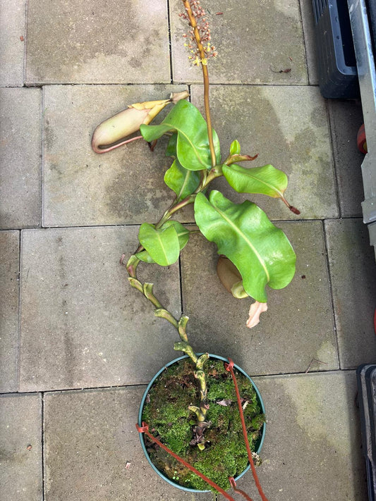 Nepenthes veitchii 'Maliau' 70cm (vining)