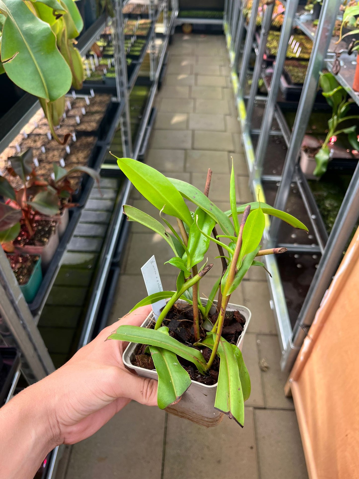 Nepenthes minima x diabolica 'rooted cutting'