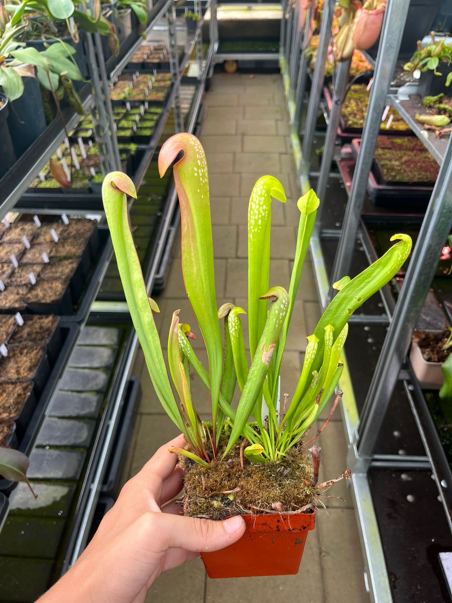 Sarracenia minor var. okefenokeensis, ex Phil Sheridan