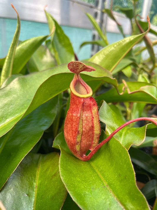 Nepenthes mirabilis x (lowii x truncata) 30 cm