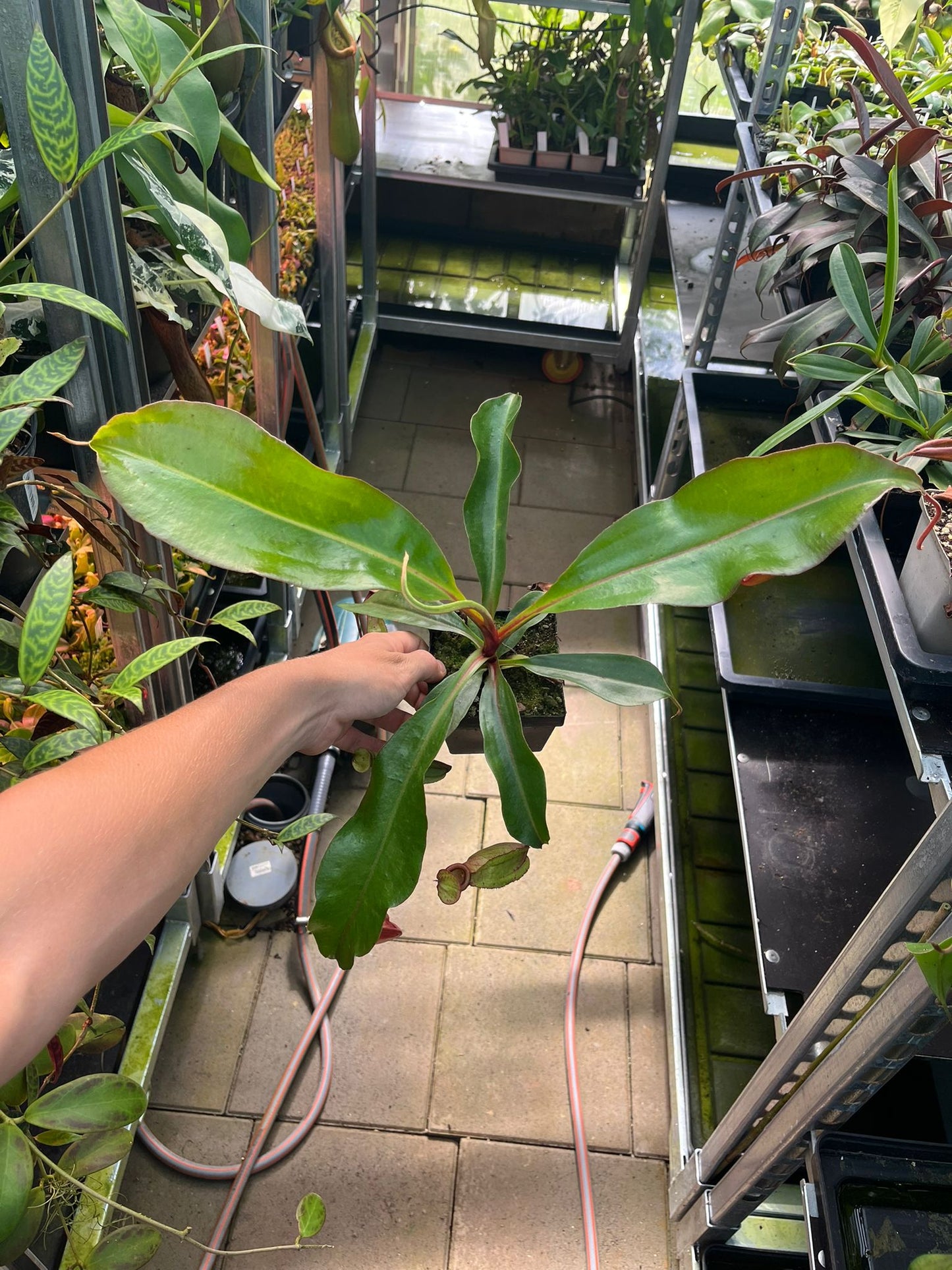 Nepenthes mirabilis x (lowii x truncata) 30cm