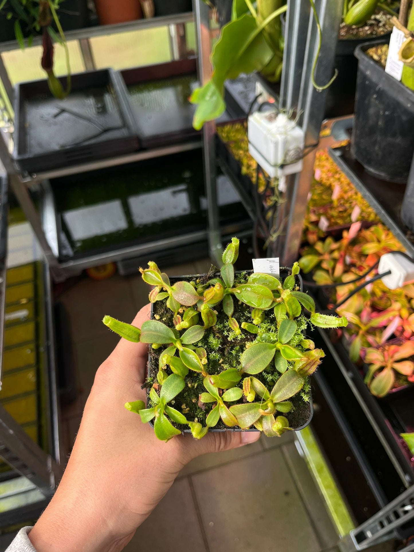 Nepenthes veitchii M x M 'Homemade' 5-7cm