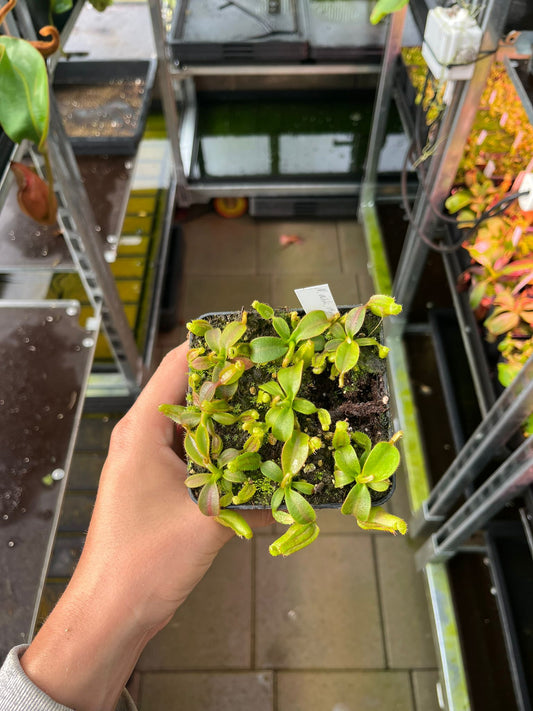 Nepenthes veitchii 'M x M' EP 5-7cm